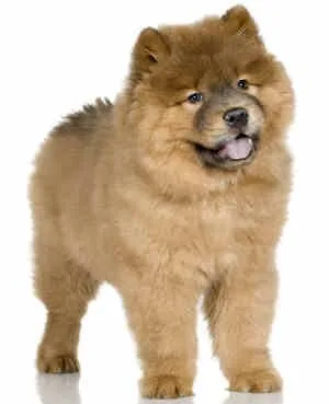 Chow-Chow-Puppy
