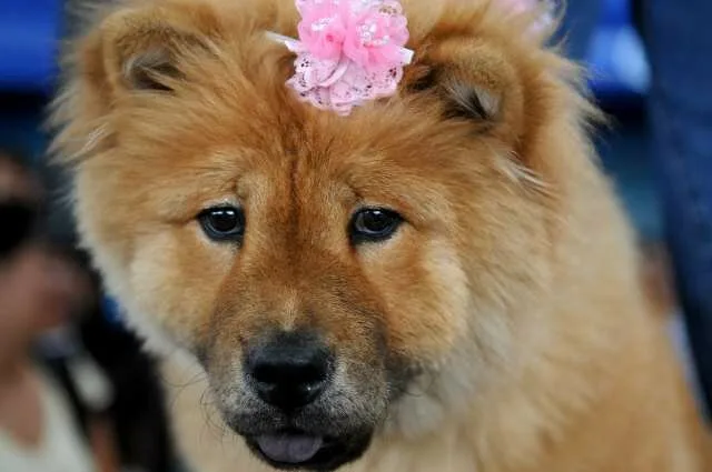 COSTA RICA-DOGS-CONTEST