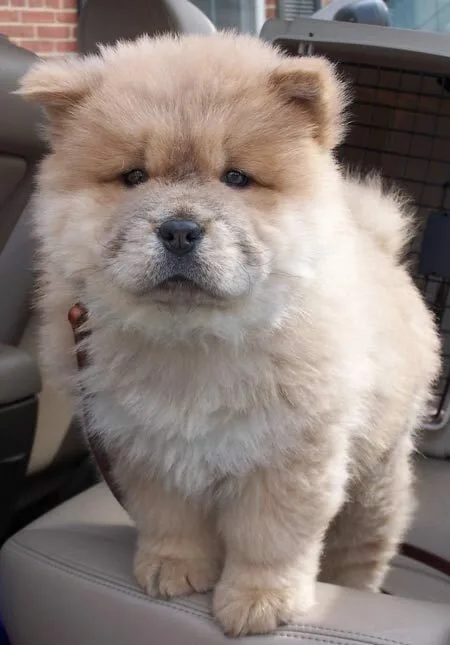 Chow Chow3