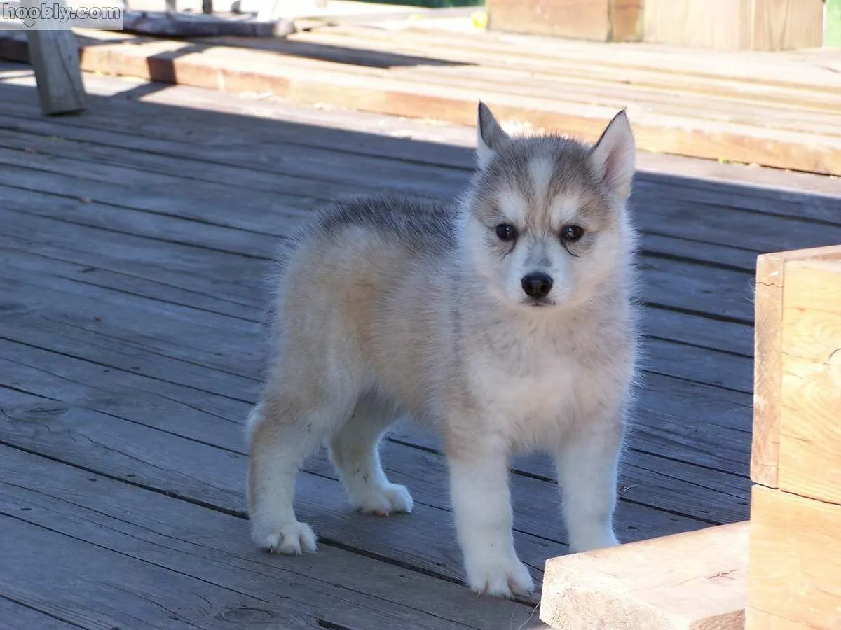 Husky-Puppy