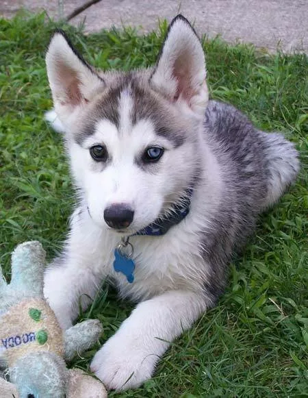 Husky-Puppy2