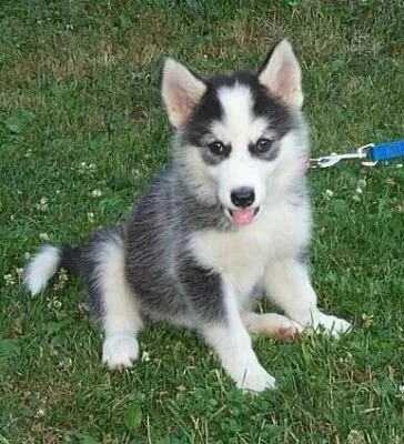 Husky3