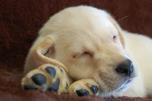 Labrador-Puppy