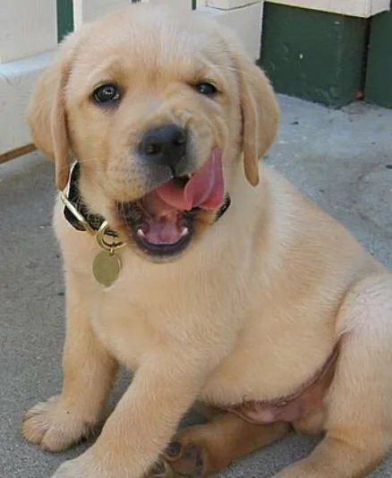 Labrador2