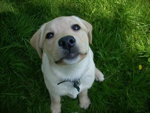 Labrador3