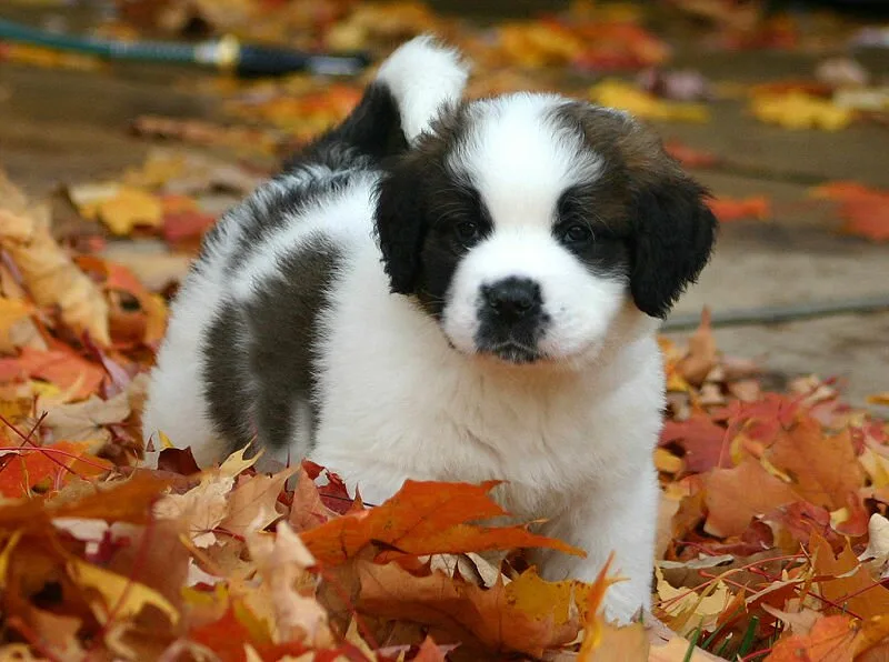 Saint Bernard 2