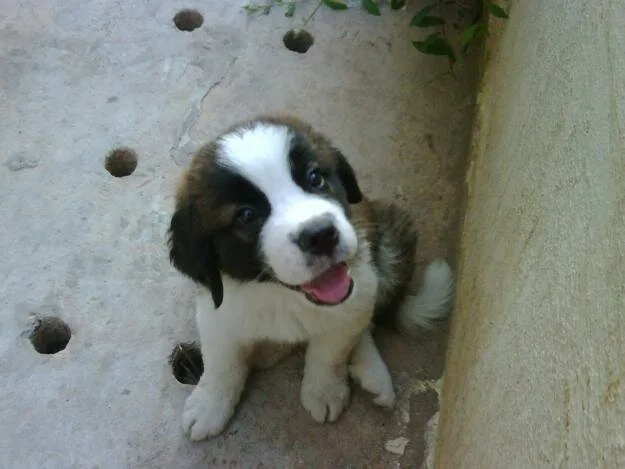 Saint Bernard 3