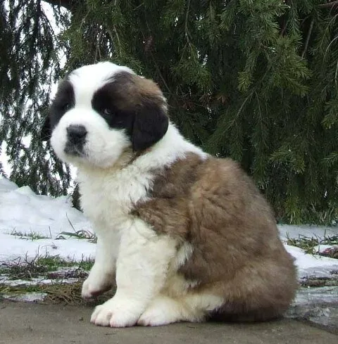 Saint-Bernard-Puppy