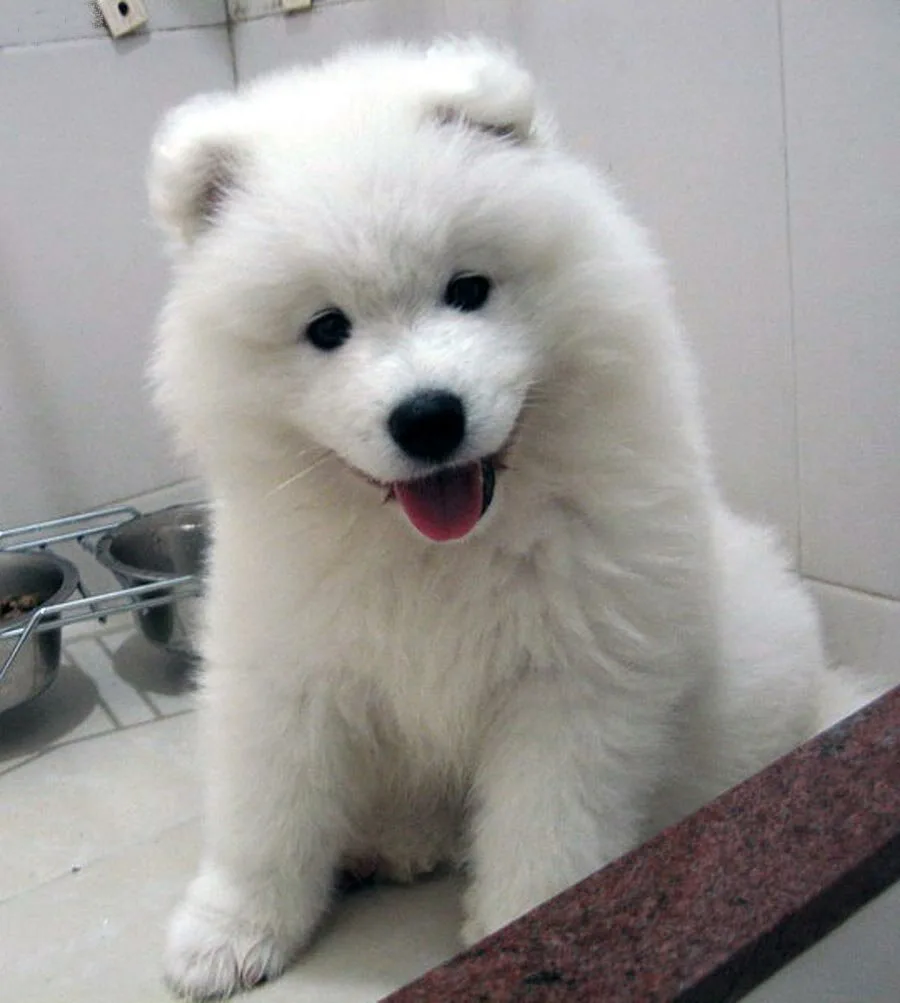 Samoyed 2