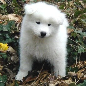 Samoyed3
