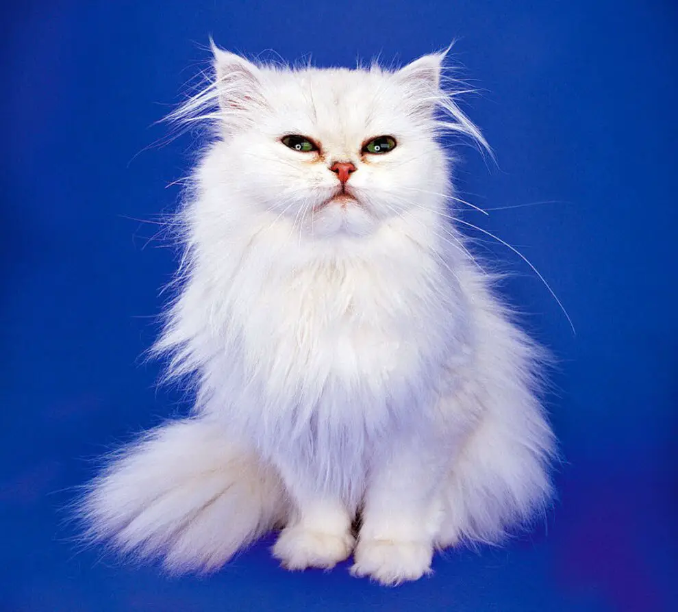 Top 10 Basic House Cat Breeds | PetsFoto