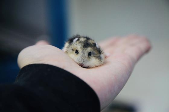 Hamster baby sitting on a palm