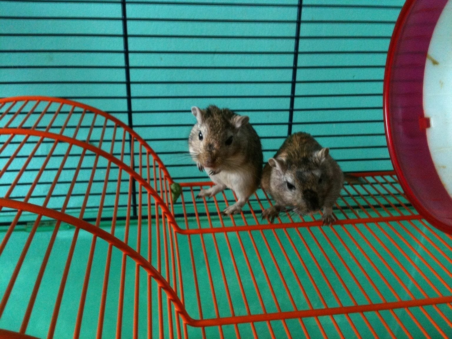 Check Out These 10 Ideas For Gerbil Cages PetsFoto
