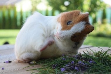 A white-brown guinea pig looking with head tilted