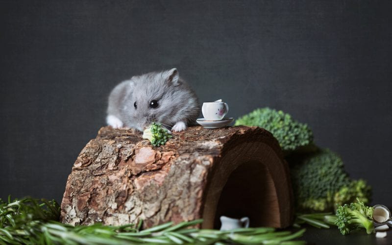 Small gray hamster atop a wooden log