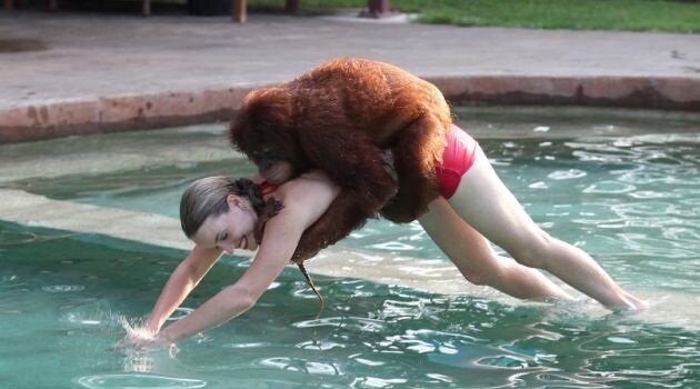 Orangutan2 Swimming Lessons From An Orangutan