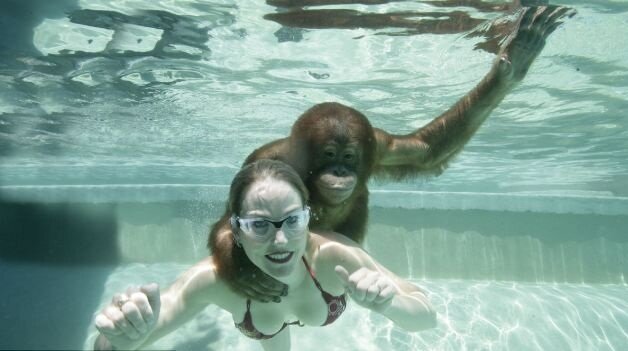 Orangutan3 Swimming Lessons From An Orangutan
