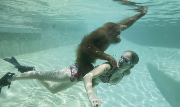 Orangutan4 Swimming Lessons From An Orangutan