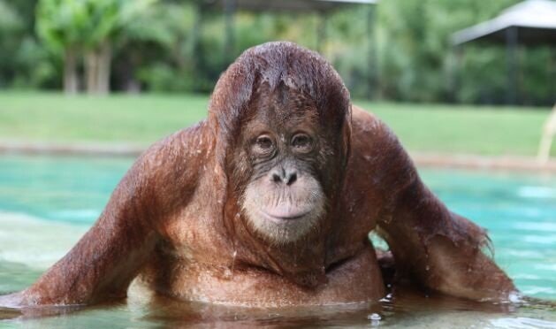 Orangutan5 Swimming Lessons From An Orangutan