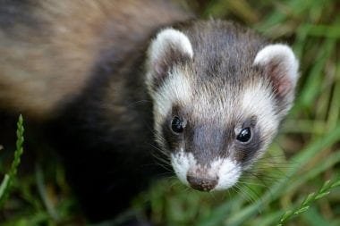 A ferret wandering in the grass