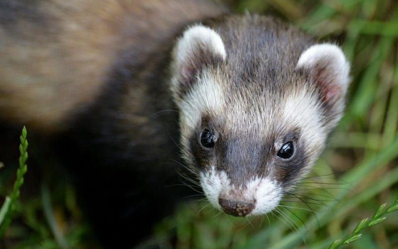 A ferret wandering in the grass