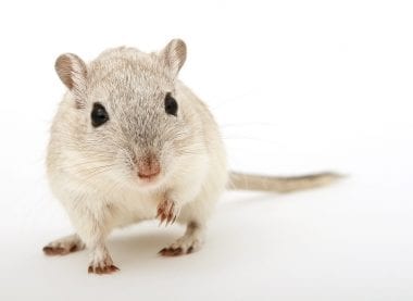 A whitish brown colored gerbil on a plain white background.