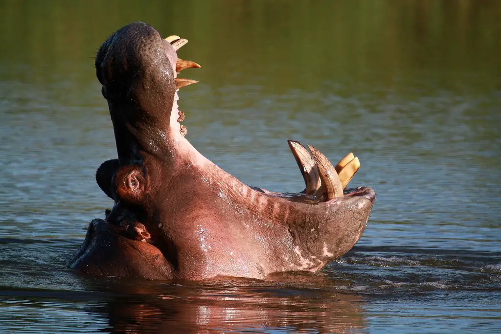 A Hippopotamus yawn
