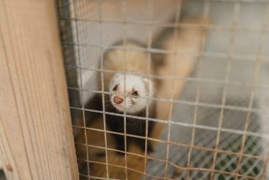 A cute ferret curiously looks out of a cage