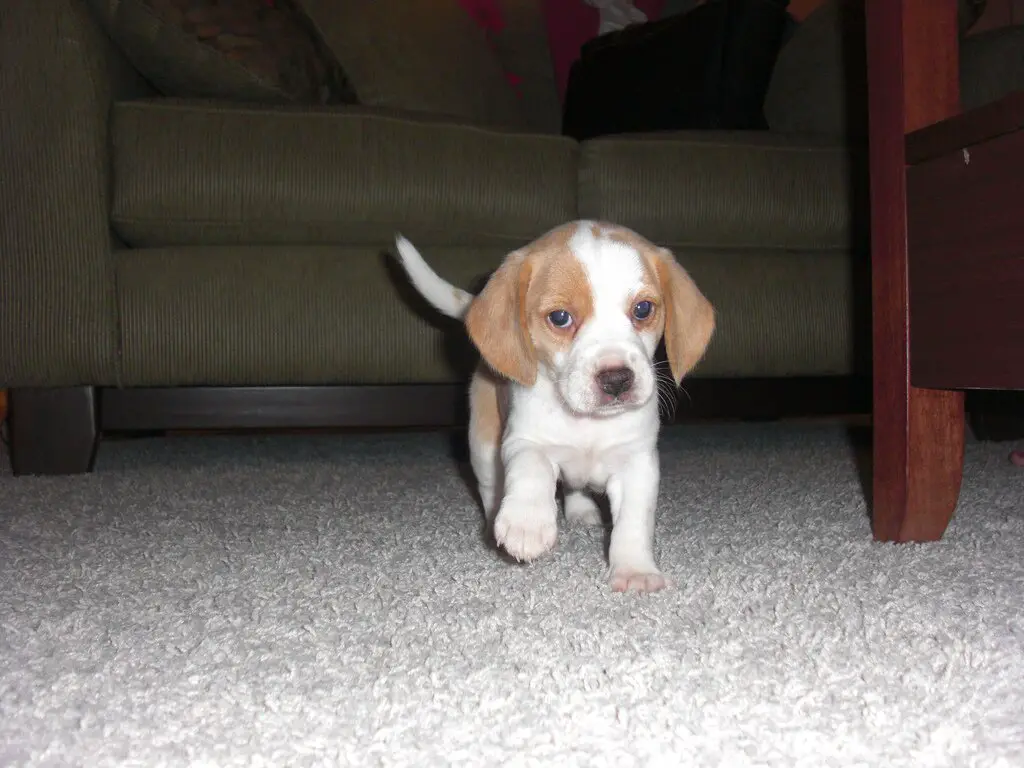 Lola, My Beagle Puppy